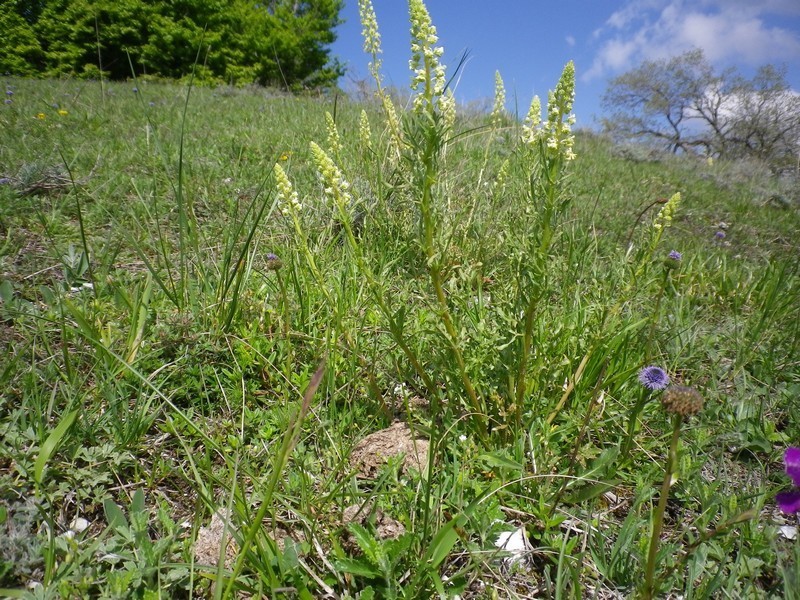 Isolate nel prato - Reseda sp.